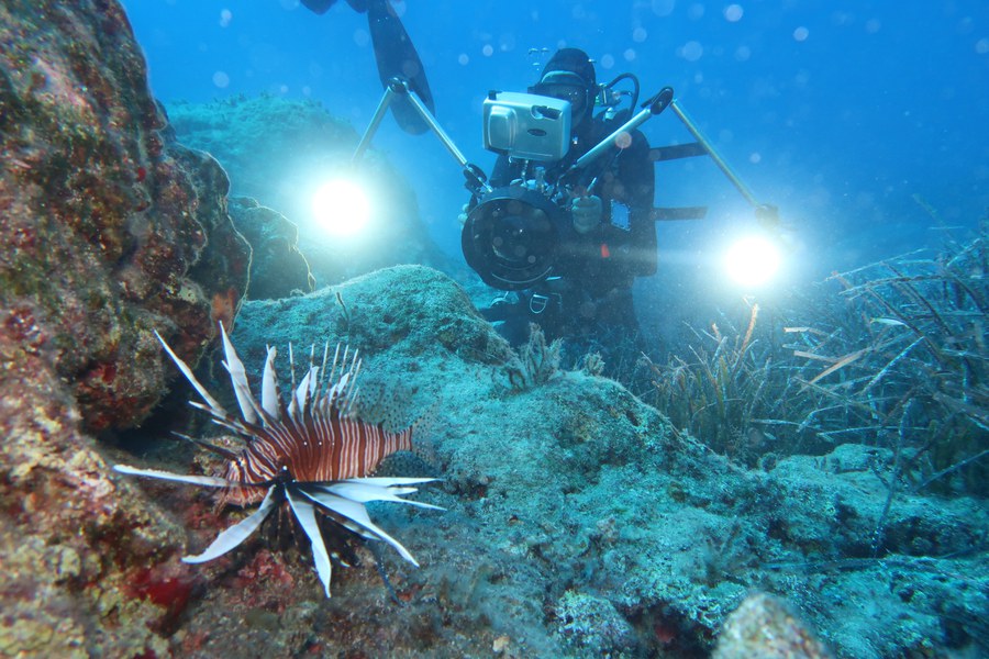 Lionfish Pterois (Cyprus 2021)