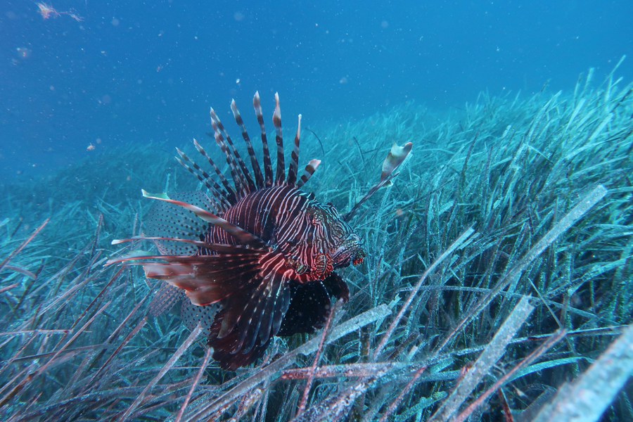 Lionfish (Zante 2021)