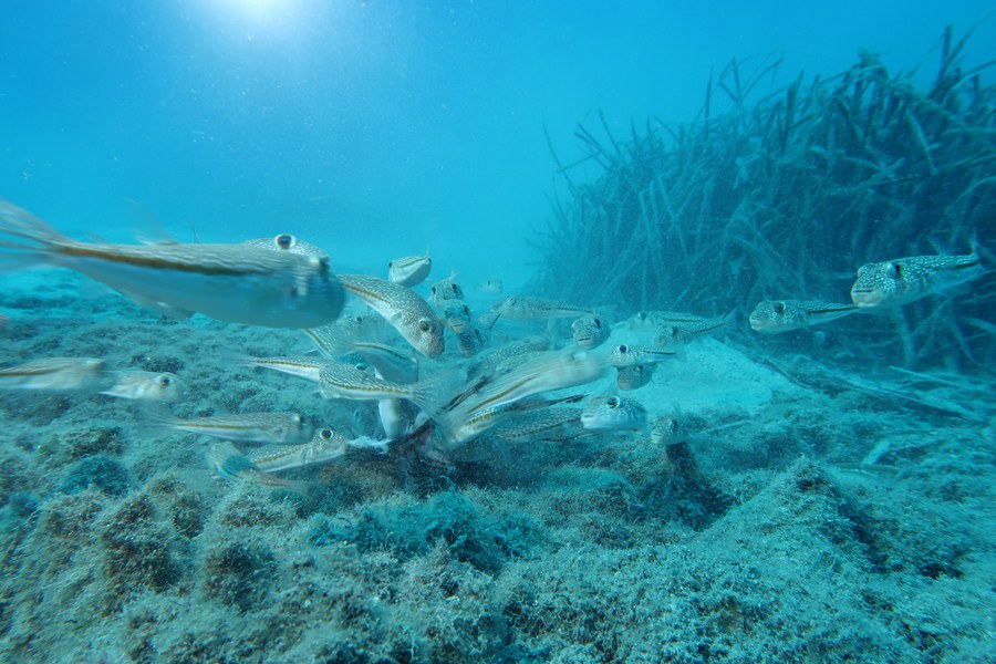 Torquigener flavimaculosus (Cyprus 2021)