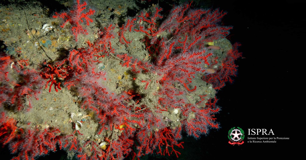 Corallium rubrum - Isola del Toro, Sardegna, 114m