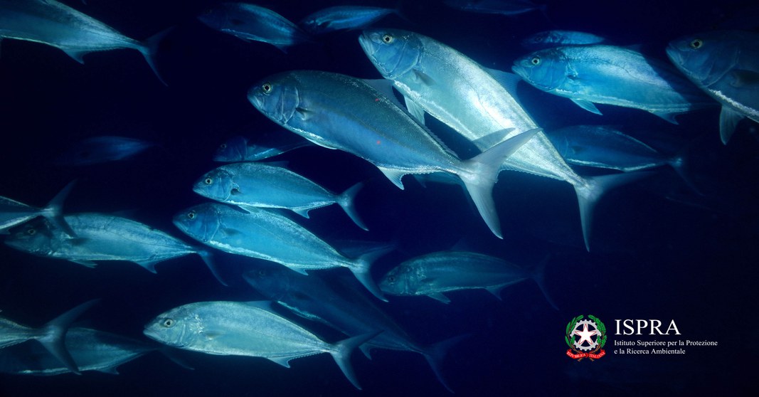 Seriola dumerili - Capo Rizzuto, Calabria, 50 m