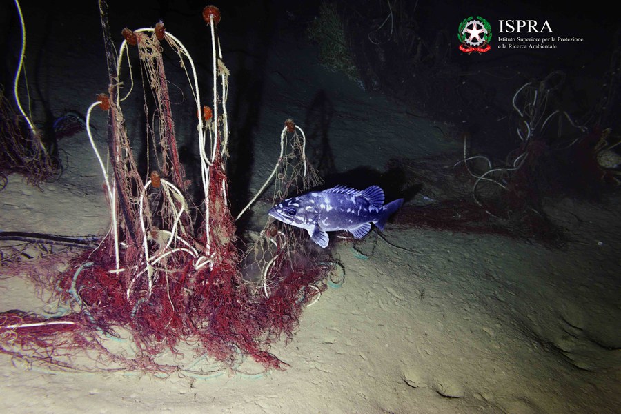 Polyprion americanus intorno a una rete abbandonata - canyon di Nora, Sardegna, 470 m