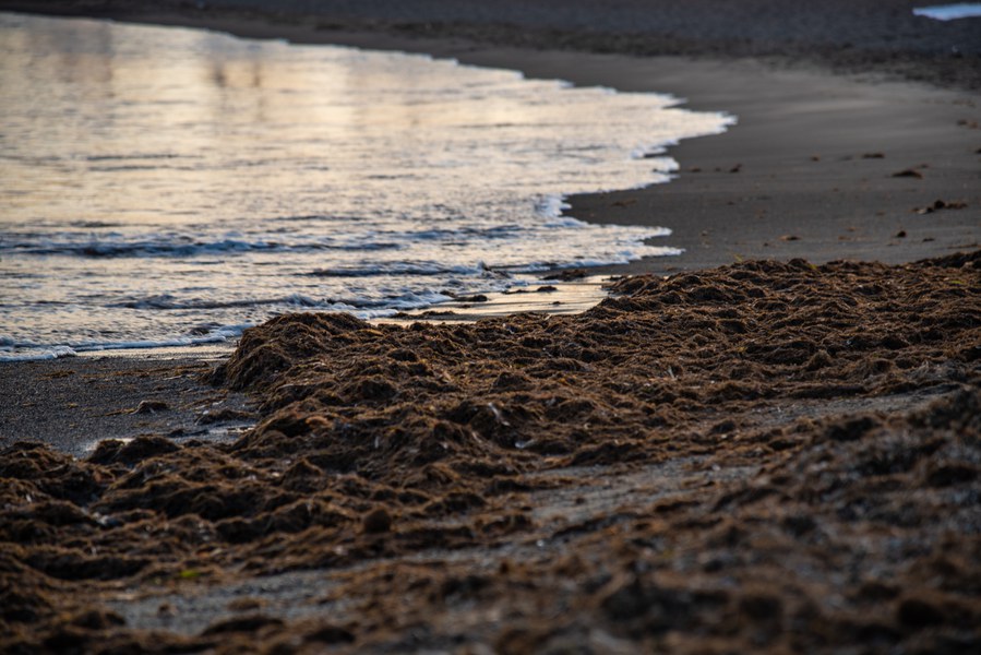 Depositi di posidonia lungo l’arenile di Torre Flavia