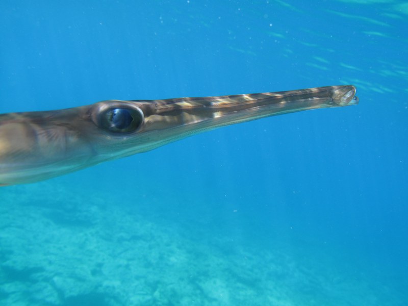 Pesce flauto (Fistularia commersonii) - una specie invasiva di origine tropicale – fotografata nelle acque costiere dell’ isola di Cipro