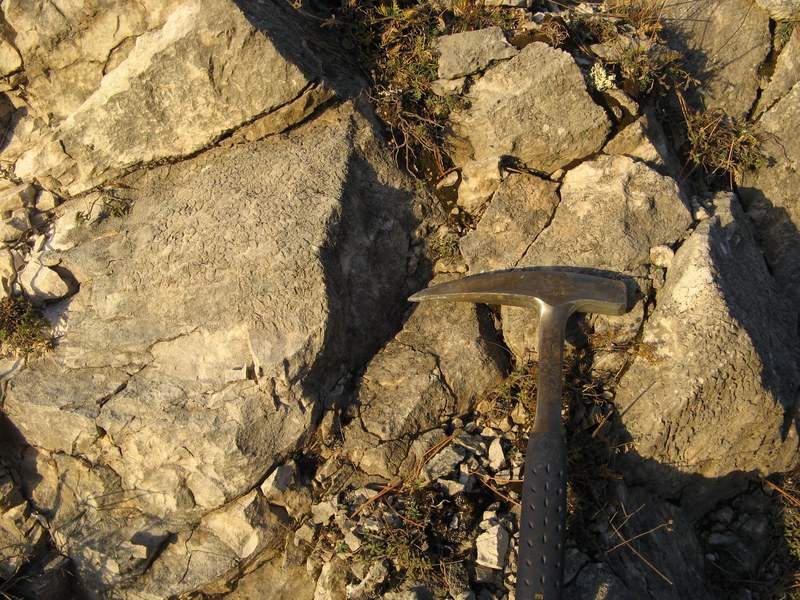 Calcari a coralli e diceratidi presso Colle Marcone - Corals and diceratids limestones of Colle Marcone