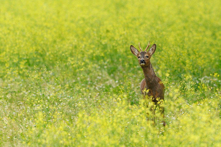 Capriolo