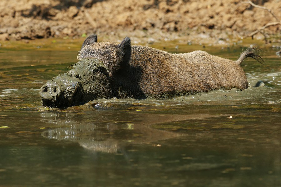 Cinghiale