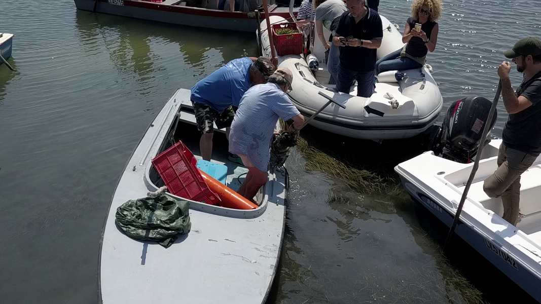 4 - dimostrazione dei pescatori  di trapianto di una zolla.png