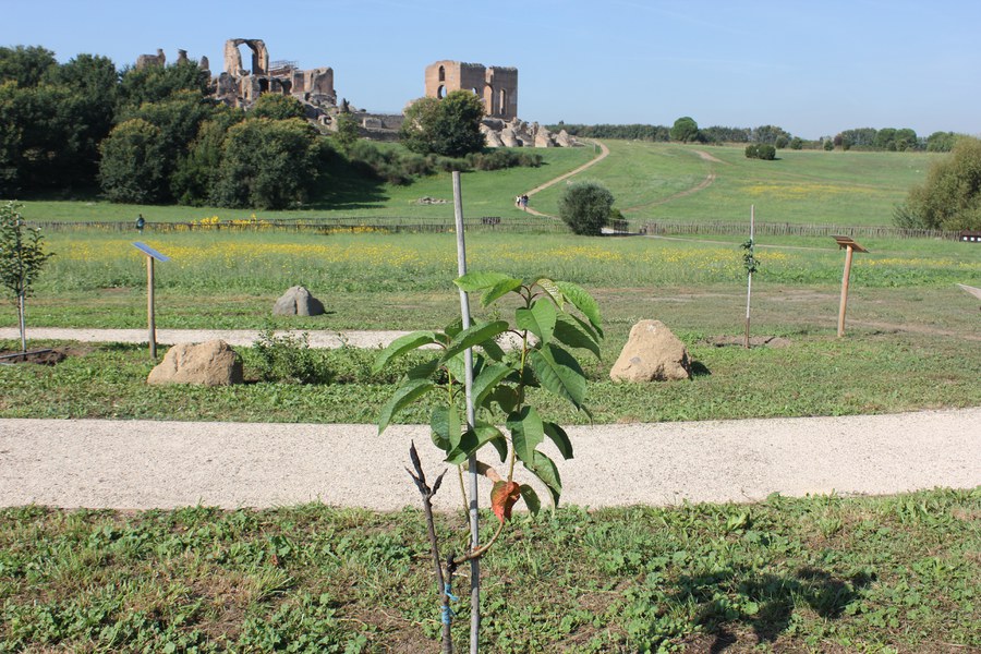 Ciliegio di Besana - Lombardia