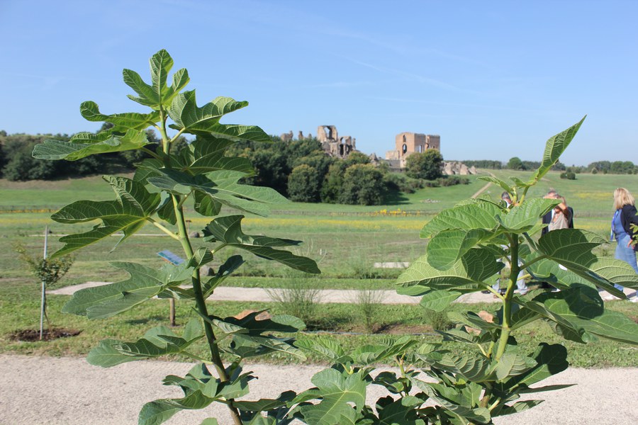 Fico Reginella - Abruzzo