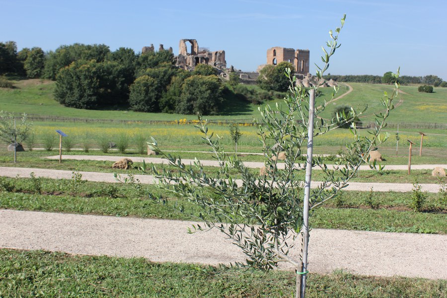 Olivo di San Vigilio - Veneto