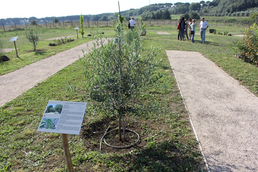 Olivo di Venafro - Molise