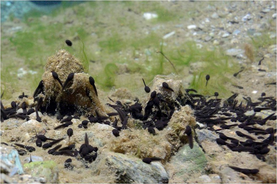 A monte del punto dove è originato l’inquinamento delle acque superficiali, il rio Pianego presenta acque limpide che ospitano un gran numero di girini