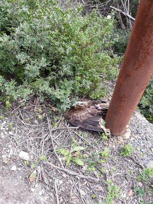 Aquila di Bonelli