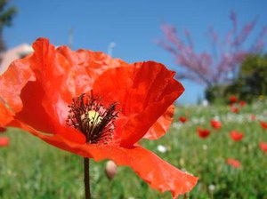 Foto Rosa Di Gregorio