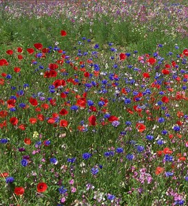 Specie erbacee spontanee mediterranee per la riqualificazione di ambienti antropici: rendere sostenibile il verde urbano e aumentare la biodiversità