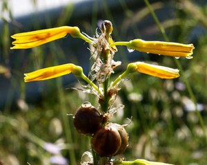 La Biodiversità in Italia: stato di conservazione e monitoraggio. Conferenza nazionale sulla biodiversità