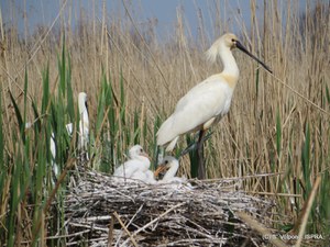 Oltre 500 esemplari di Spatola nel Delta del Po