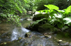 Il ruolo delle scienze naturali e ambientali nella gestione delle risorse naturali secondo un modello di sviluppo sostenibile e responsabile