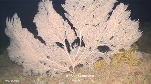 Campagna di ricerca ISPRA “Seamounts” 2018 