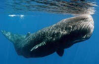 ISPRA, Milano Bicocca e Corsica Sardinia Ferries: continua il viaggio insieme per la salvaguardia della biodiversità del Mar Mediterraneo