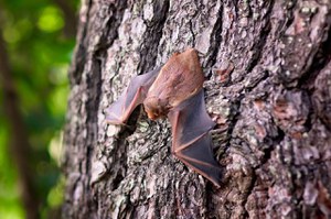 COVID-19 e pipistrelli: Chiarimenti circa le relazioni tra la presenza di chirotteri e il rischio di trasmissione Covid-19