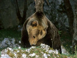 Orso Papillon, Ministero dell'Ambiente: "attivata ISPRA e siamo in cerca di una nuova casa"