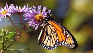 Giornata Mondiale della Biodiversità