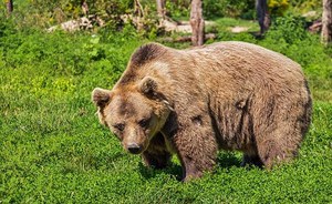 Incontro tra un bambino e un orso, intervista ad un esperto Ispra