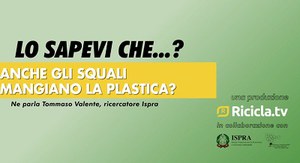 Lo sapevi che...? Anche gli squali mangiano la plastica?