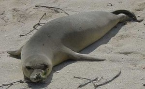 Isola di Capraia: la Foca monaca torna a casa