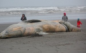 In Tasmania uno dei più grandi spiaggiamenti di balene