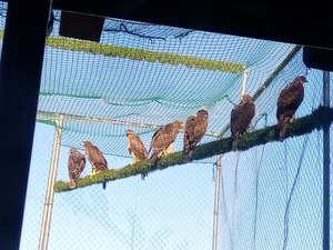 Sette nuove aquile di Bonelli nei cieli della Sardegna