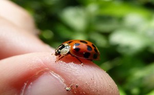 Un impegno straordinario per coinvolgere cittadini e istituzioni per mitigare gli impatti delle specie aliene invasive