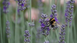 Perdita di biodiversità e cambiamento climatico