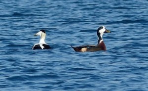 Monitoraggio avifauna marina nel golfo della Spezia