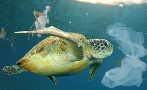 "Il mare che non ti aspetti", "Che succede laggiù?"