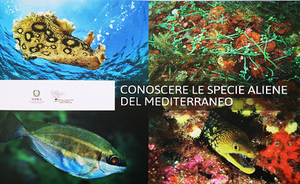 Specie aliene marine: quale di queste hai mai osservato o pescato?