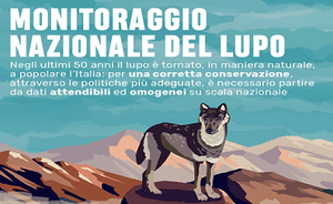 Il monitoraggio nazionale del lupo spiegato in un'infografica