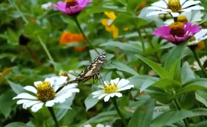 Il Network Nazionale della Biodiversità raccontato attraverso un video