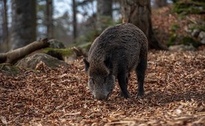 Cinghiale e il territorio: dalla ricerca scientifica alla gestione