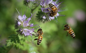 “Gli impollinatori contano, contiamoli”