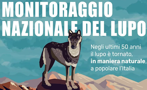 Un'animazione per il monitoraggio nazionale del lupo