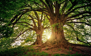 Giornata Internazionale delle Foreste