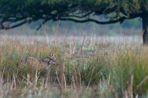 Il lupo: risorsa o minaccia?