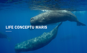 Nuovo evento del progetto LIFE CONCEPTU Maris