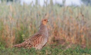 VIII Giornata mondiale della fauna e della flora selvatica