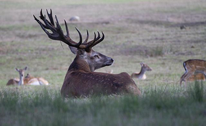 La gestione del cervo nella Regione Abruzzo con particolare riferimento al Parco Naturale Regionale Sirente Velino