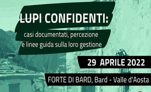 Lupi confidenti: casi documentati, percezione e linee guida sulla loro gestione