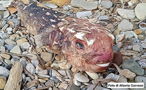 Ritrovato sulla costa laziale un pesce istrice tropicale